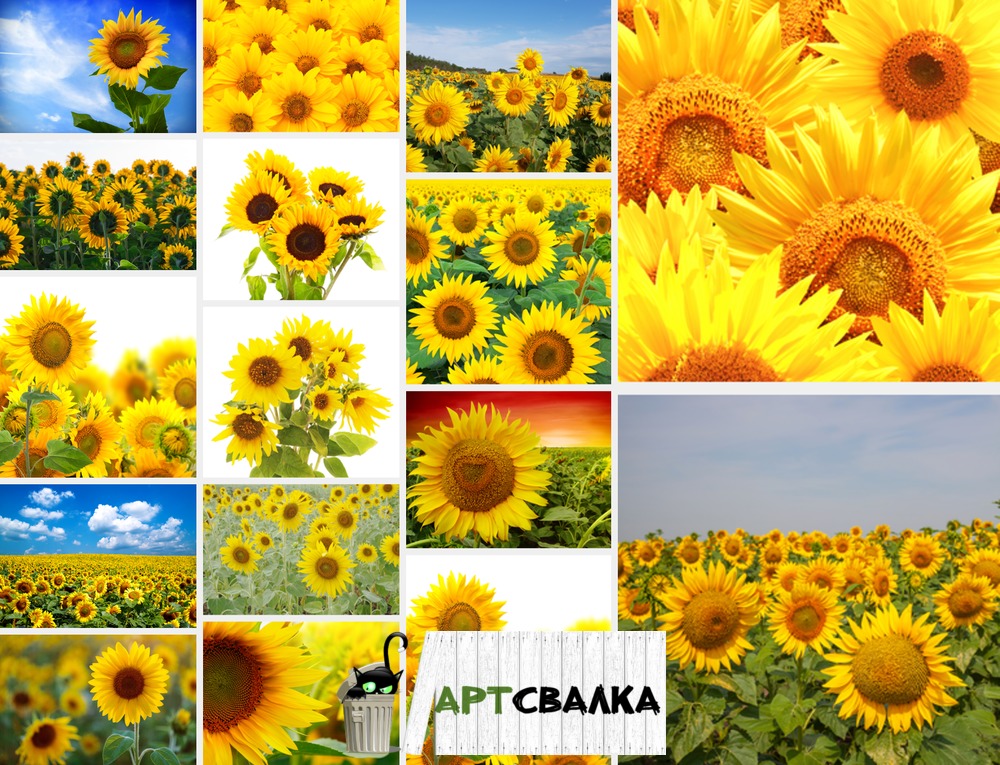 Поле подсолнухов | Field of sunflowers